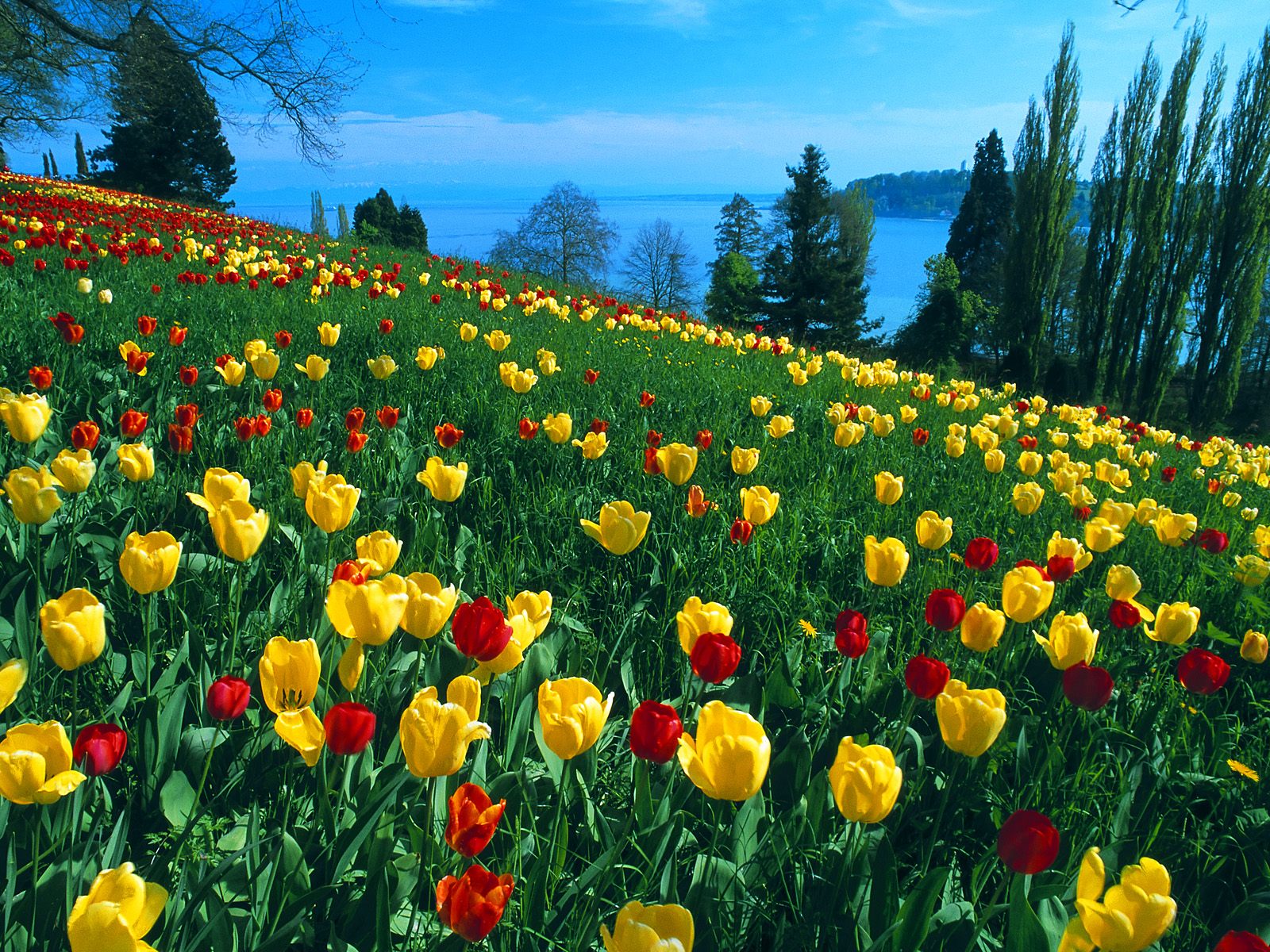 Field of Tulips Germany3909210230